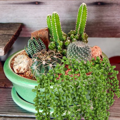 Vista 5 de SRK Plantas artificiales suculentas falsas sin maceta, musgo falso para decoración floral, plantas prefabricadas, plantas de PVC vívidas, juego