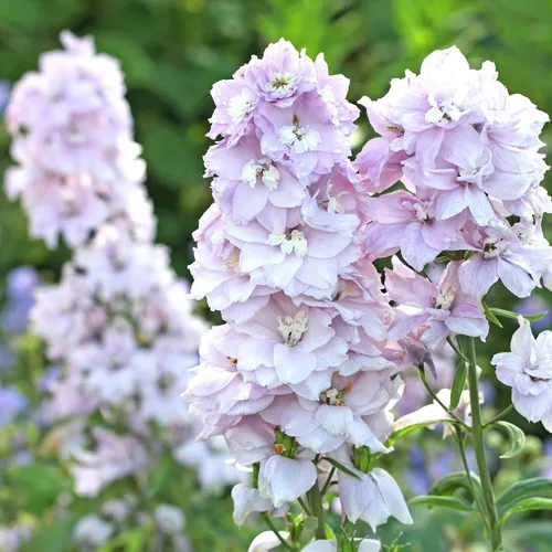 Vista 11 de Eden Brothers Semillas Delphinium - Campana Azul