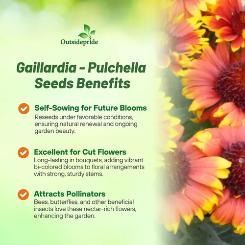 Vista 3 de Outsidepride Gaillardia Pulchella - Semillas de manta india roja para plantar, semillas de flores anuales de 1/4 libras, tolerantes al calor