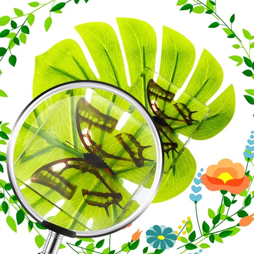 Vista 5 de 3 piezas de espécimen de mariposa real preservada, colección de resina de mariposa taxidermia, pisapapapeles de ciencia animal, muestras