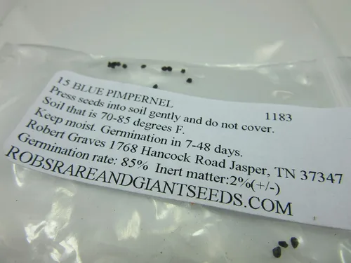 Vista 2 de UPC0764425788287 - Semillas de espinela azul (Anagallis monelli) de Robsrareandgiantseeds UPC0764425788287 Sin OMG, orgánico, cultivador de EE. UU.