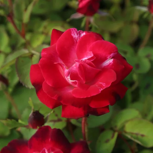 Vista 18 de Rosas trepadoras de reliquia, planta de raíz propia viva para jardín al aire libre, Aloha, muy fragantes, zonas de rusticidad 5 a 10, floración