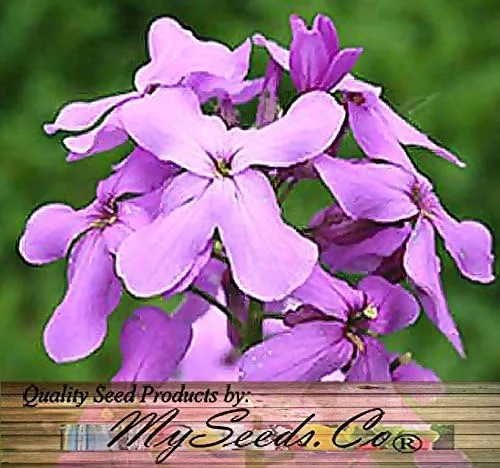 Vista 8 de Big Pack - Semillas de cohete de Dama (40,000 semillas) - Hesperis matronalis aka Queen's Gilliflower - Semillas de flores comestibles