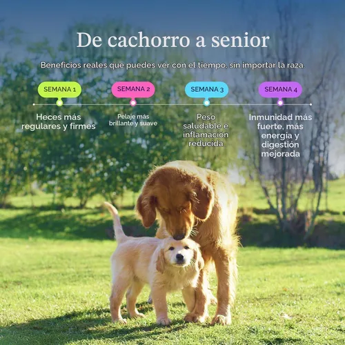 Vista 5 de Get Joy Alimento liofilizado para perros Receta de carne de res con superalimentos para la salud intestinal y la digestión Comida o adorno