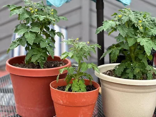 Vista 9 de 50 semillas de tomate Tiny Tim para plantar, tomate de patio, reliquia enana, tomate cherry - por RDR Seeds