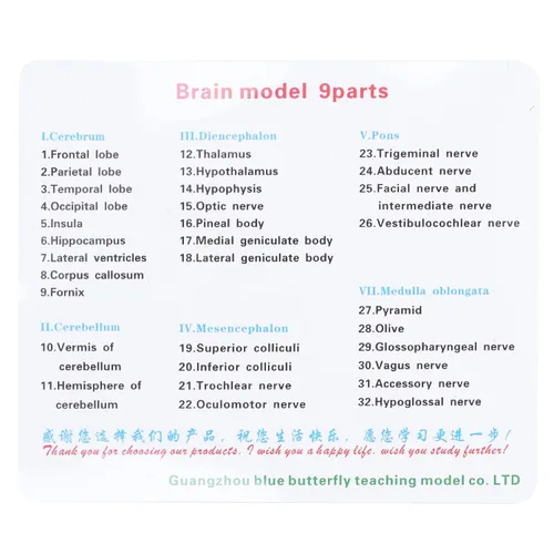 Vista 5 de Modelo anatómico del cerebro humano, 4D, 2 piezas, material de PVC duradero desmontable, anatomía, modelo cerebral, recursos de aprendizaje