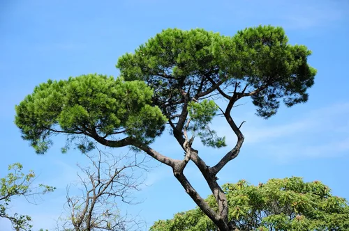 Vista 3 de 5 Pine Nut Italian Stone Pine Pinus Pinea Umbrella Evergreen Conifer Tree Seeds
