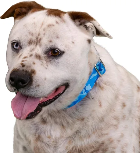 Vista 3 de Country Brook Petz - Collar para perro Martingala de camuflaje azul con 10 diseños resistentes (1 1/2 pulgadas, mediano)