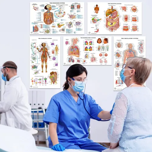 Vista 6 de 11 pósteres de anatomía humana - Carteles médicos, esqueléticos, masculinos femeninos, musculares, circulatorios, linfáticos, reproductivos