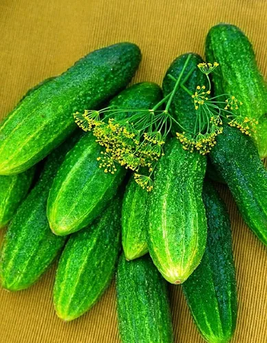 Vista 8 de Semillas de pepino autopolinizador de interior Firm Secret F1 Hybrid Vegetal para plantar sin OMG - Tiempo de cosecha 55 días