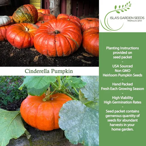 Vista 2 de Semillas de calabaza de Cenicienta para plantar, más de 25 semillas de reliquia por paquete, semillas sin OMG, (semillas de jardín de Isla), nombre