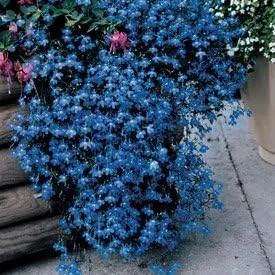 Vista 2 de Fuente Lobelia Blue Nice Garden Flower de Seed Kingdom 3,000 Seeds