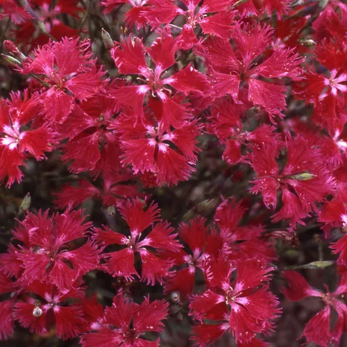 Vista 7 de Outsidepride Superbus - Semillas de Dianthus rojas para plantar, 5000 unidades, semillas de flores perennes fáciles de cultivar y resistentes