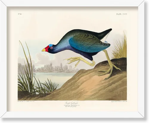 Vista 130 de Poster Master Póster vintage de James Audubon – Impresión retro de amargo americano – Arte de aves de América – Regalo para hombres, mujeres