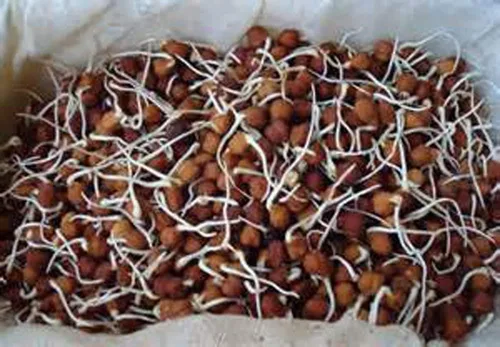 Vista 5 de Paquete surtido de 3 semillas germinantes de frijoles – (2 onzas de haba Adzuki, 2 onzas de haba garbanzo, 2 onzas de frijol mungo). Marca Country