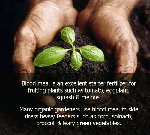 Vista 4 de GARDENERA Fertilizante orgánico de harina de sangre, 1/2 QT, alimenta y cultiva plantas de forma natural, fuente perfecta de nitrógeno, lo mejor
