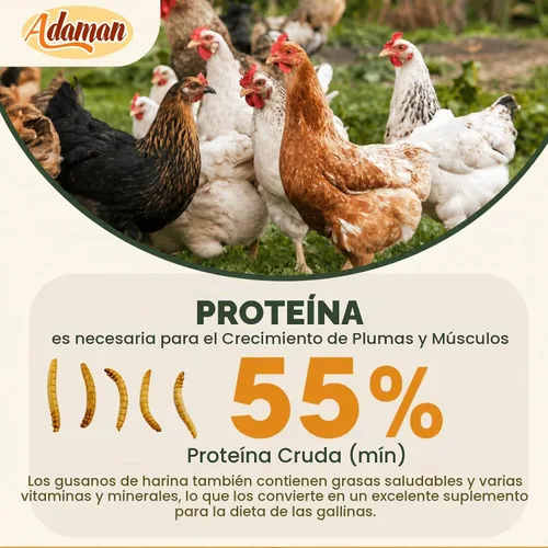 Vista 3 de Adaman - Gusanos secos de harina de 5 libras, alimento para gallinas Gusanos de comida ricos en proteínas para pollos, patos, reptiles y lagartos