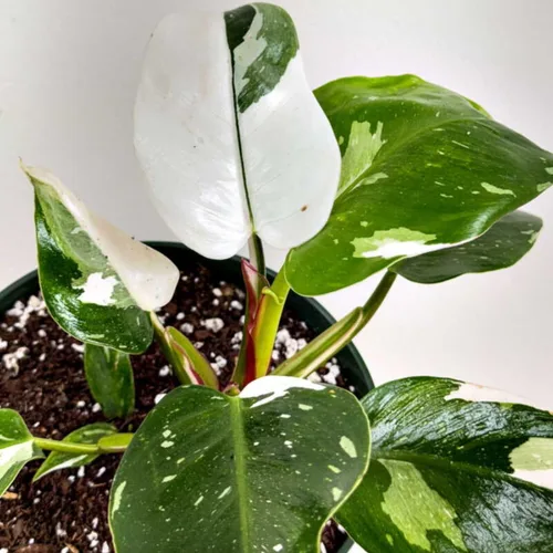 Vista 3 de Philodendron Plant Prince of Orange - Planta viva de 3 pulgadas, adornos para plantas de interior, plantas perennes, cultivo de jardín, puede crecer