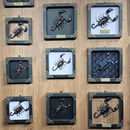 Vista 79 de 2 Real Dragonfly Specimens Shadow Box Framed Insect Display Oddities Curiosities Entomology Collection Natural History Wall Decor Gift for Nature