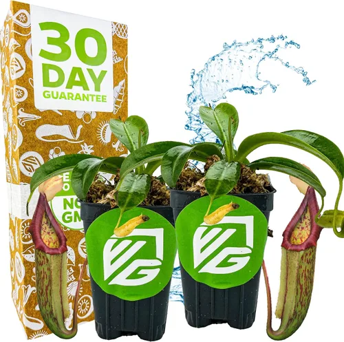 Vista 8 de Planta carnívora Miranda Nepenthes Miranda - Planta inicial de Wellspring Gardens - Tropical única y exótica para cultivo y plantación