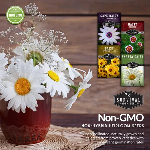 Vista 5 de Survival Garden Seeds Colección de semillas de margaritas para plantar, 4 paquetes, escamas africanas, capa, pintadas y margaritas Shasta, semillas