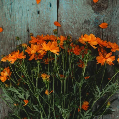 Vista 2 de Cosmos de azufre de naranja enana – 250 semillas – Hermosas flores de color naranja brillante, ideal para arreglos, atrae polinizadores semillas