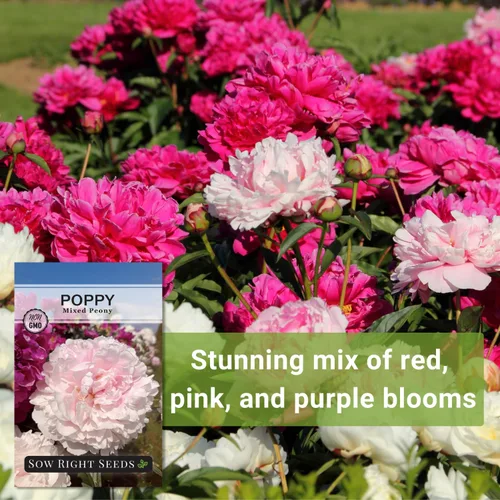 Vista 5 de Sow Right Seeds - Semillas mixtas de amapola de peonía para plantar - Amapolas anuales tradicionales sin OMG para jardín de flores - Floraciones