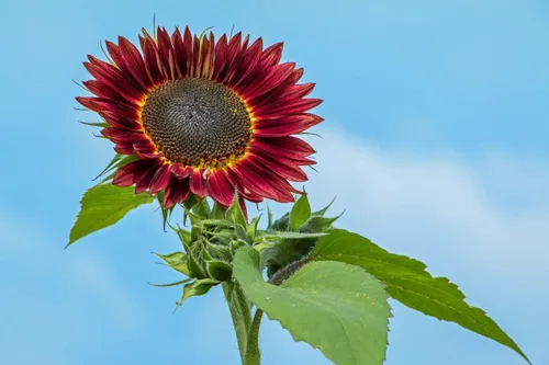 Vista 6 de Semillas Moulin Rouge Girasol Ornamental Rojo Flores Anuales