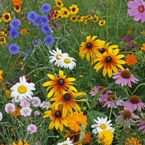 Vista 8 de Eden Brothers Todas las semillas anuales mixtas de flores silvestres para plantar, 1 onza, semillas con girasol, manta india, lino escarlata Atrae