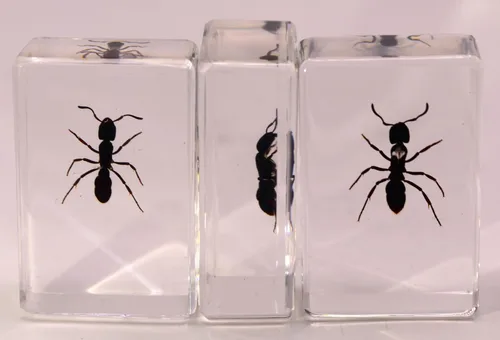 Vista 5 de 44mm Hormiga gigante tropical real en resina de lucita transparente cristalina, espécimen preservado Pseudoneoponera Rufipes, taxidermia