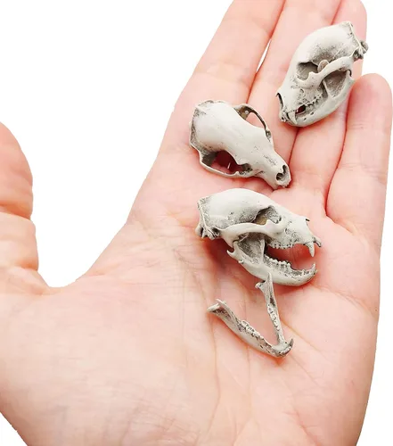 Vista 2 de Black Bear Miniature Skull Replica 1:12 Scale Dollhouse, Diorama, Fairy Garden, Terrarium (Bone (hand painted), Closed Jaw (fixed))