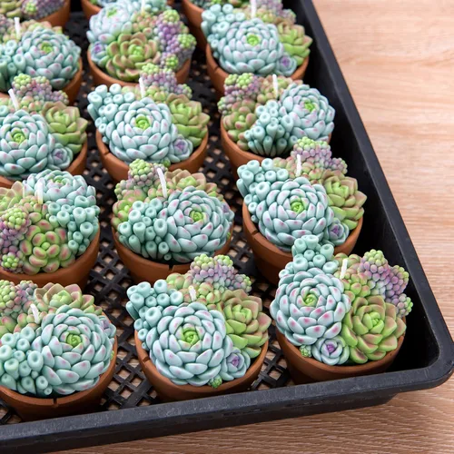 Vista 9 de Surtido suculento Pot vela perfumada para spa decoración del hogar regalo de boda