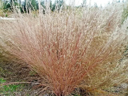 Vista 2 de 1000 semillas de hierba de pradera Little Bluestem nativo americano, sin OMG
