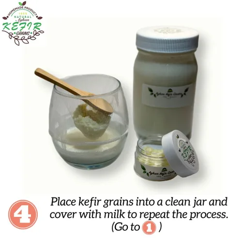 Vista 6 de Granos de kéfir de leche fresca - 1 cucharada