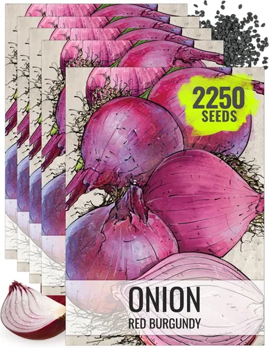 Vista 12 de Seed Needs Semillas de cebolla roja borgoña para plantar reliquia y sin OMG, 1 paquete