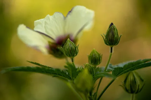 Vista 2 de Plant Good Seed Semillas de flor de una hora (hibisco) - Paquete de 50 semillas tradicionales para plantar flores, suministros de jardinería, flores