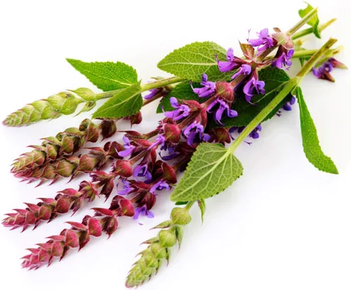 Vista 6 de Salvia de jardín (Salvia Officinalis) Hierbas sin OMG para plantar