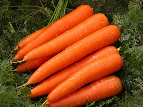 Vista 5 de Zanahoria Vegetal Red Giant - 1000 Semillas