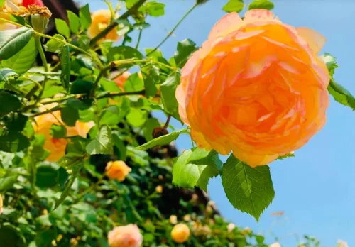 Vista 4 de 100 semillas de rosas trepadoras naranjas, plantas de jardín raras sin OMG