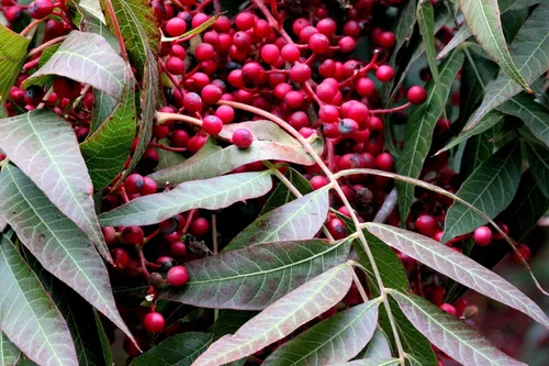 Vista 4 de 25 Chinese Pistachio Pistacia Chinensis Pistache Pistach Yellow Orange Red in Fall Mastic Tree Seeds