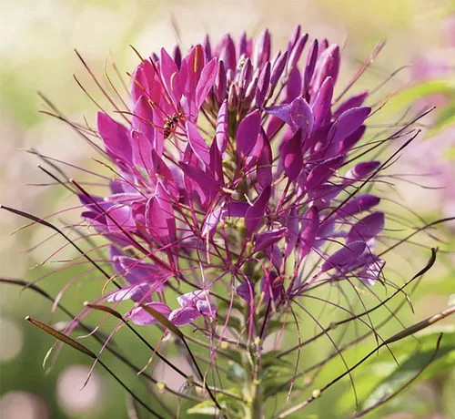 Vista 3 de Pure White Cleome - Semillas de araña blanca reina - Flor de néctar para mariposas monarca - 1000 semillas