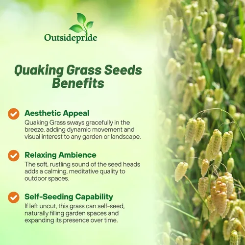 Vista 3 de Outsidepride 1000 semillas de la hierba ornamental anual tembladera (Briza maxima [Quaking Grass] para sembrar