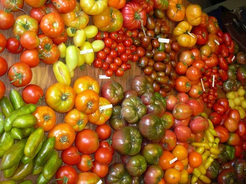 Vista 3 de Semillas de tomate Caleidoscopio Mix (de pequeño a gigante) Vegetales tradicionales para plantar sin OMG
