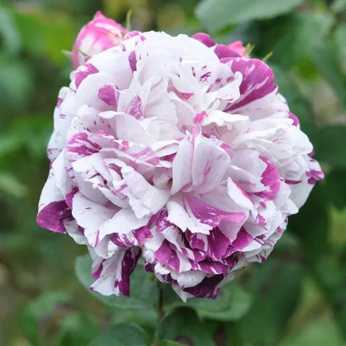 Vista 2 de Rosas Bourbon Heirloom, Planta de raíz propia viva para jardín al aire libre, Variegata di Bologna, Moderadamente fragante, Zonas de rusticidad