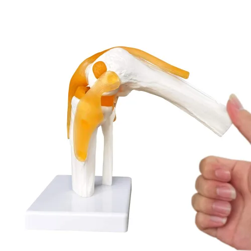 Vista 7 de EVOTECH SCIENTIFIC - Modelo de articulación de rodilla funcional humana con ligamento, tamaño real