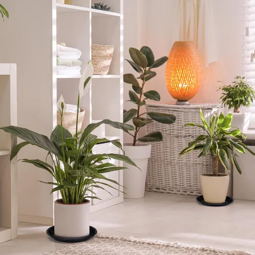 Vista 6 de Sawysine Paquete de 15 platillos redondos de plástico para plantas, platillos negros para macetas, plato grueso para plantas, bandeja de agua