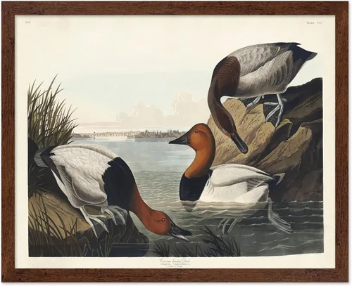 Vista 128 de Poster Master Póster vintage de James Audubon – Impresión retro de amargo americano – Arte de aves de América – Regalo para hombres, mujeres