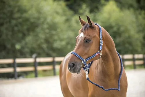Vista 3 de Horze Cooper Halter con cuerda de plomo - Peacoat Azul Oscuro - Caballo