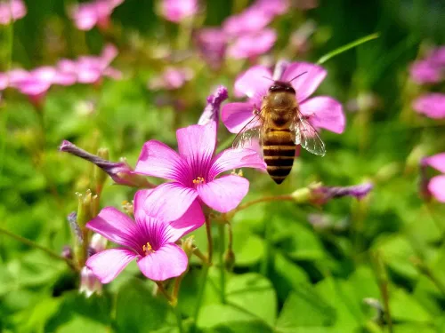 Vista 3 de Bulbos de trébol verde, 15 bulbos Oxalis de la suerte para plantar, fáciles de cultivar en interiores fuera de la elección del jardinero novato