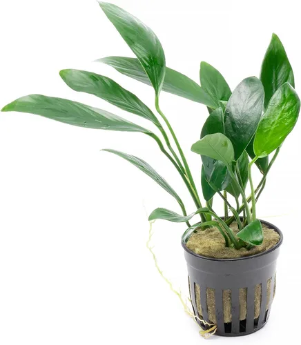 Vista 10 de SubstrateSource Plantas vivas – Anubias Hastifolia (Anubias hastifolia) – Luz baja a moderada, hojas en forma de flecha de color verde medio a